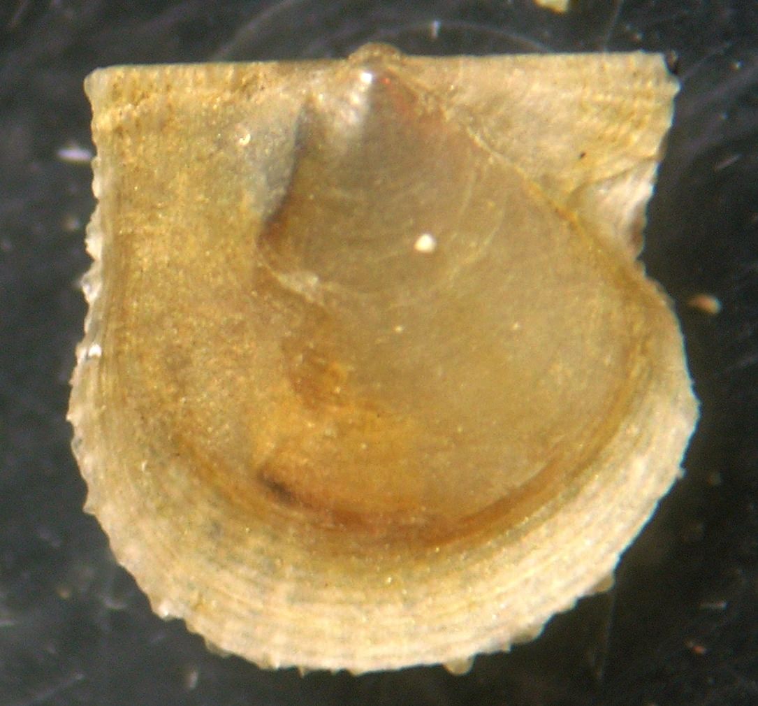 Cyclopecten brundisiensis